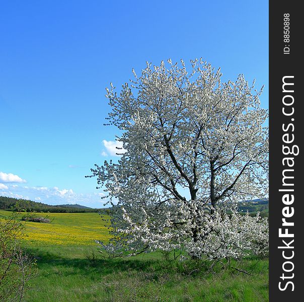 Blooming tree in the middle of a spring meadow