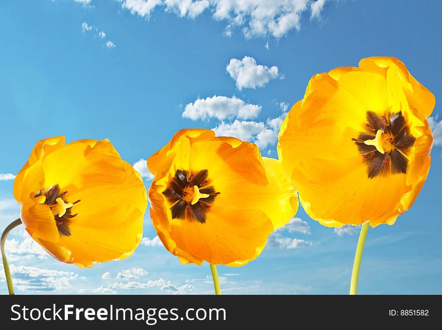 Three yellow isolated tulips over the sky. Three yellow isolated tulips over the sky