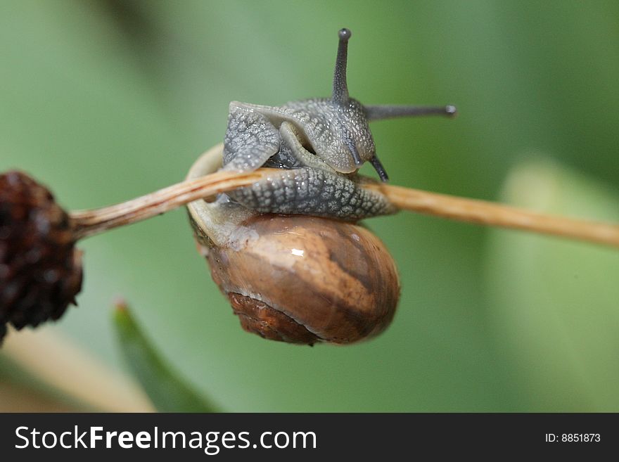 Snail Is Making Gymnastics