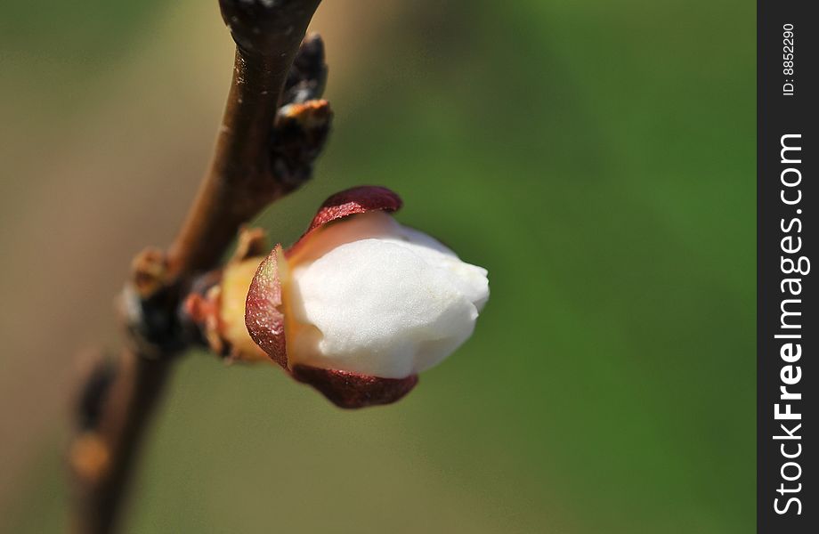 Close up of plum-tree  blossom. Close up of plum-tree  blossom