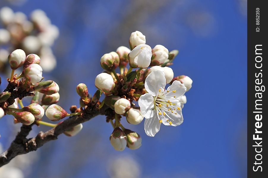 Close up of plum-tree blossoms. Close up of plum-tree blossoms