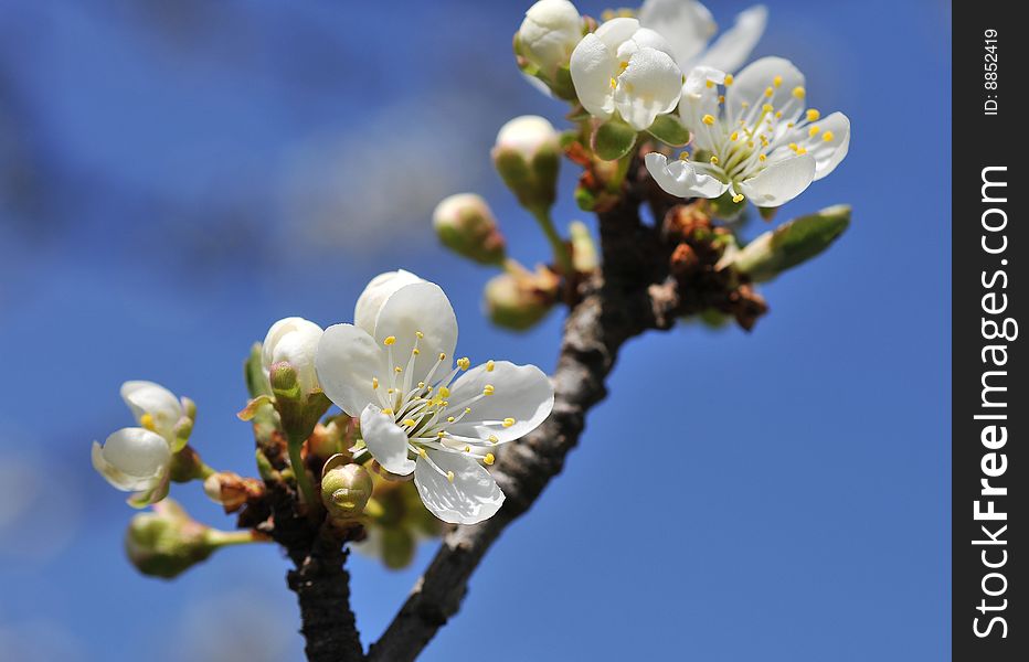 Close up of plum-tree blossoms. Close up of plum-tree blossoms