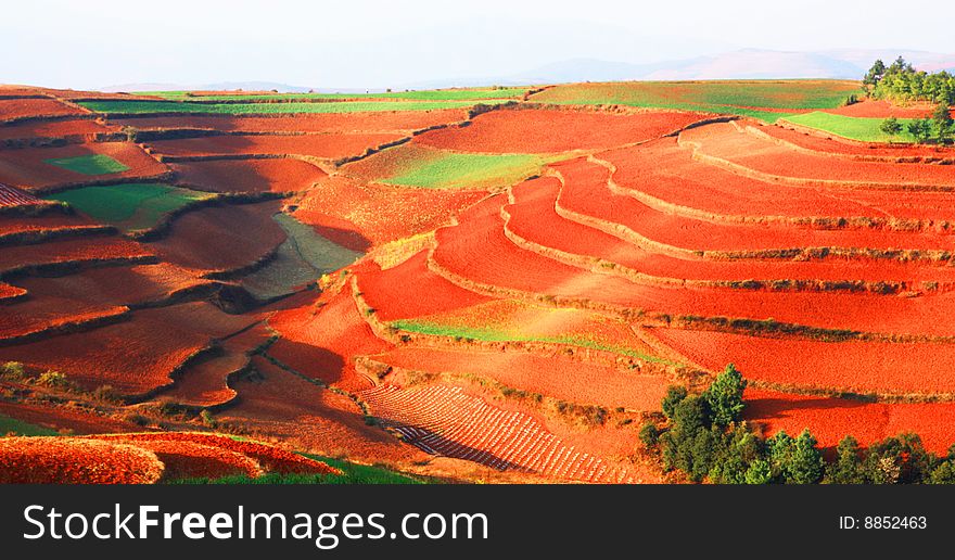 Accompanied By The Green Trees Of Red Land Terraci