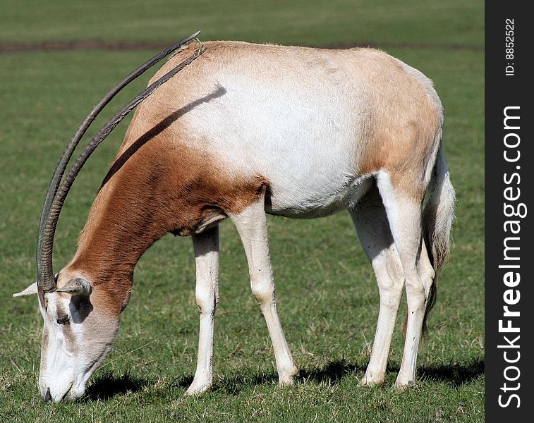 Single Scimitar horned oryx in zoo. Single Scimitar horned oryx in zoo