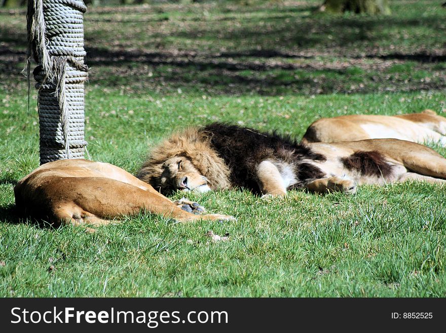 Pride of lions sleeping in the sun