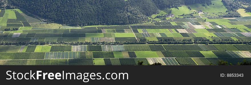 Vineyards valley in northern Italy