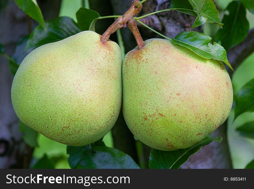 A Pear of Pears on a tree, just before they got picked