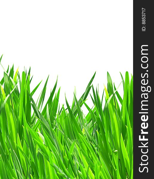 Nice fresh green grass isolated on white background