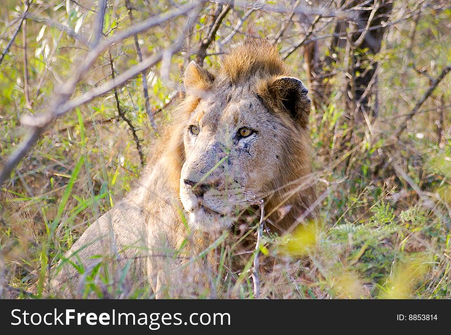 A Lion in the South African Wilderness. A Lion in the South African Wilderness