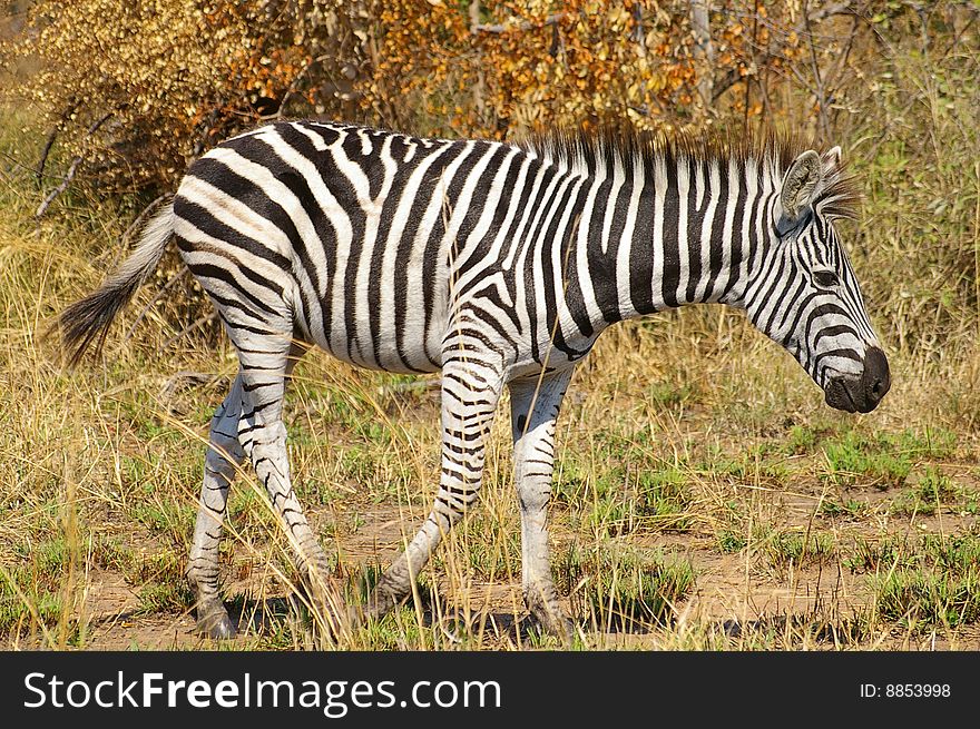 A Zebra in a National-park in South Africa