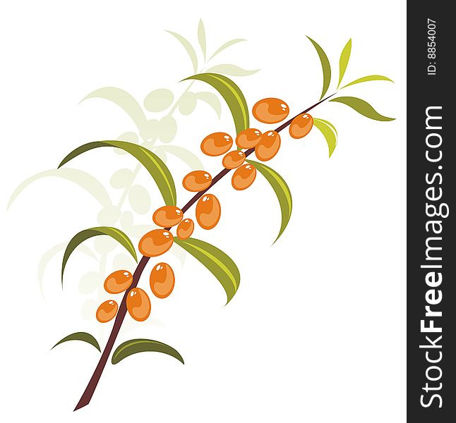 Stylized sea-buckthorn berries  isolated on a white background.