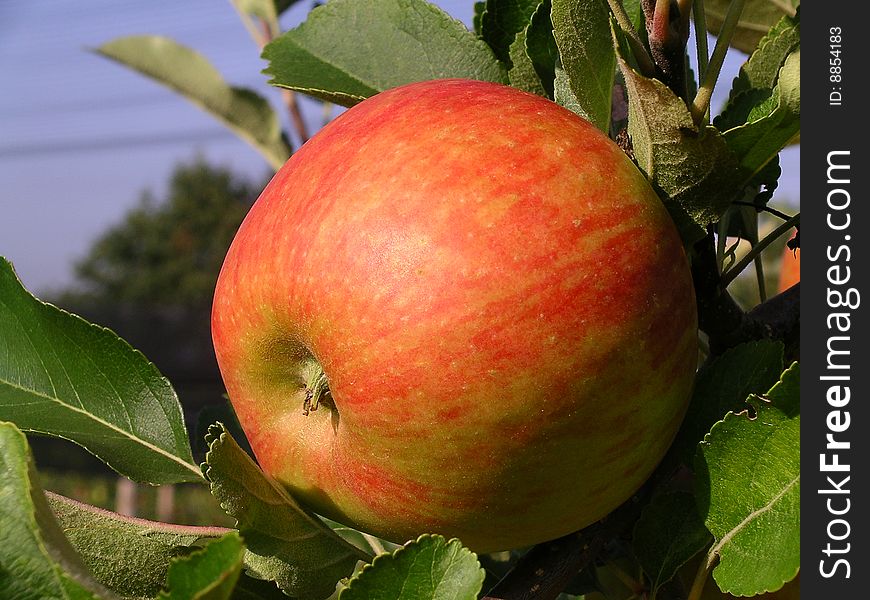 One Apple hanging on a tree, just before it get picked.