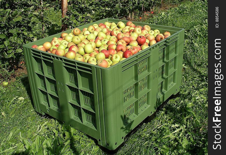 Apples In A Box 2