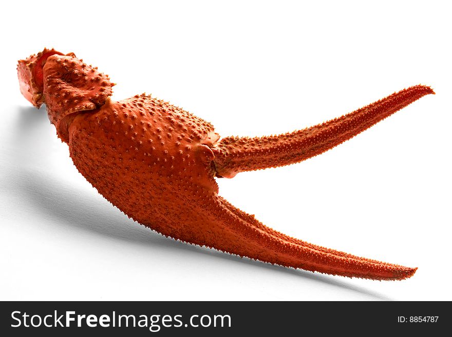 Crawfish   claw on a white background. Crawfish   claw on a white background