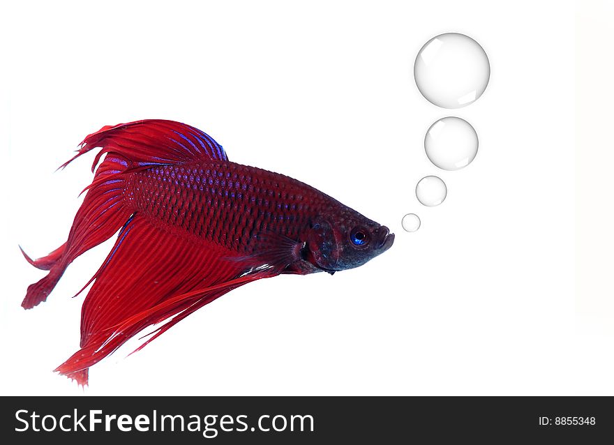 Siamese fighting fish - Betta splendens - isolated on white background