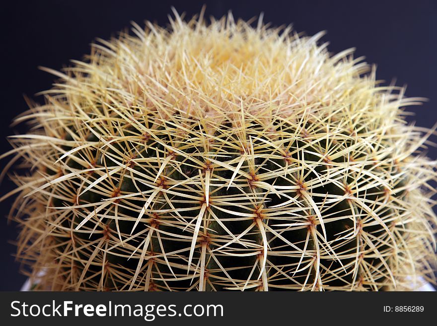 Close-up for a big globe-shaped cactus against a dark background. Close-up for a big globe-shaped cactus against a dark background