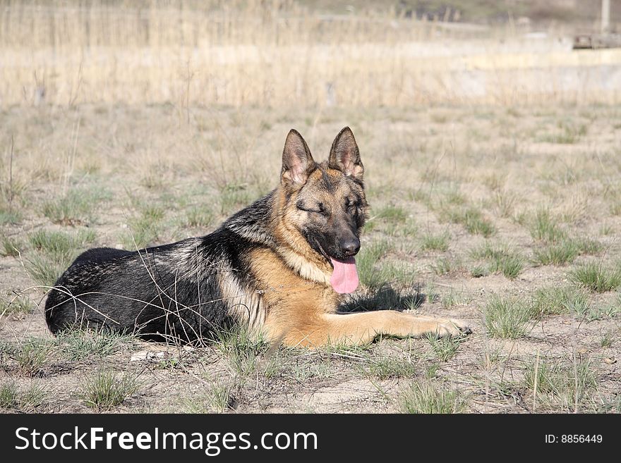 Portrait of a dog, the breed of German Shepherd in a jump. Portrait of a dog, the breed of German Shepherd in a jump