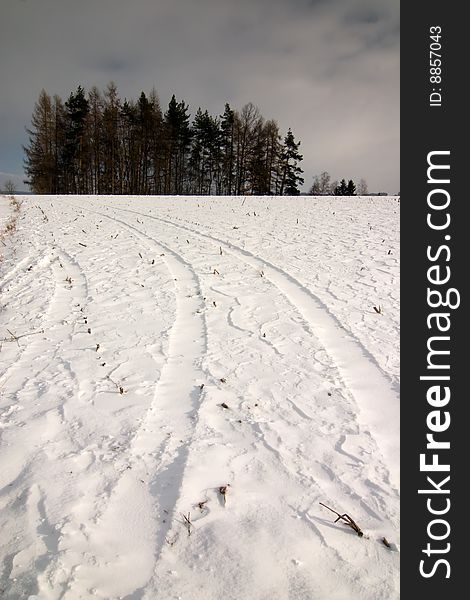 The winter road with forest