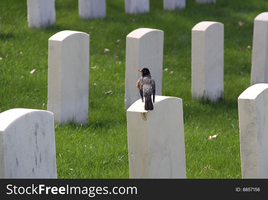 Bird Sitting On Grave Tombstone