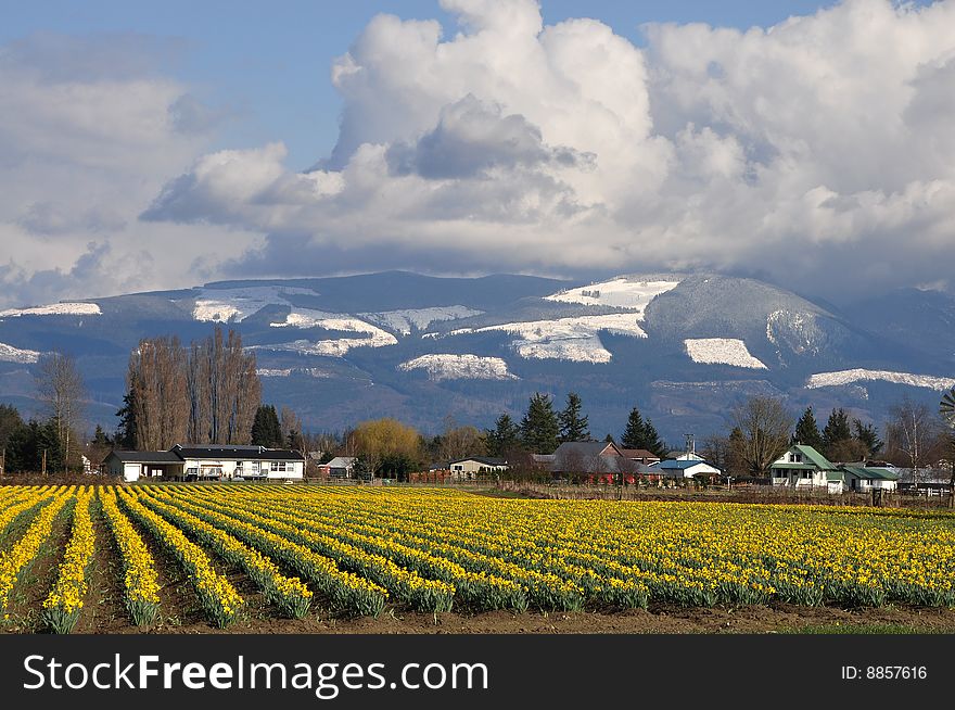 Early spring Daffodils in Skaget valley, Washington State. Early spring Daffodils in Skaget valley, Washington State.