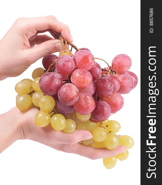 Female hands holding grapes, isolated on white