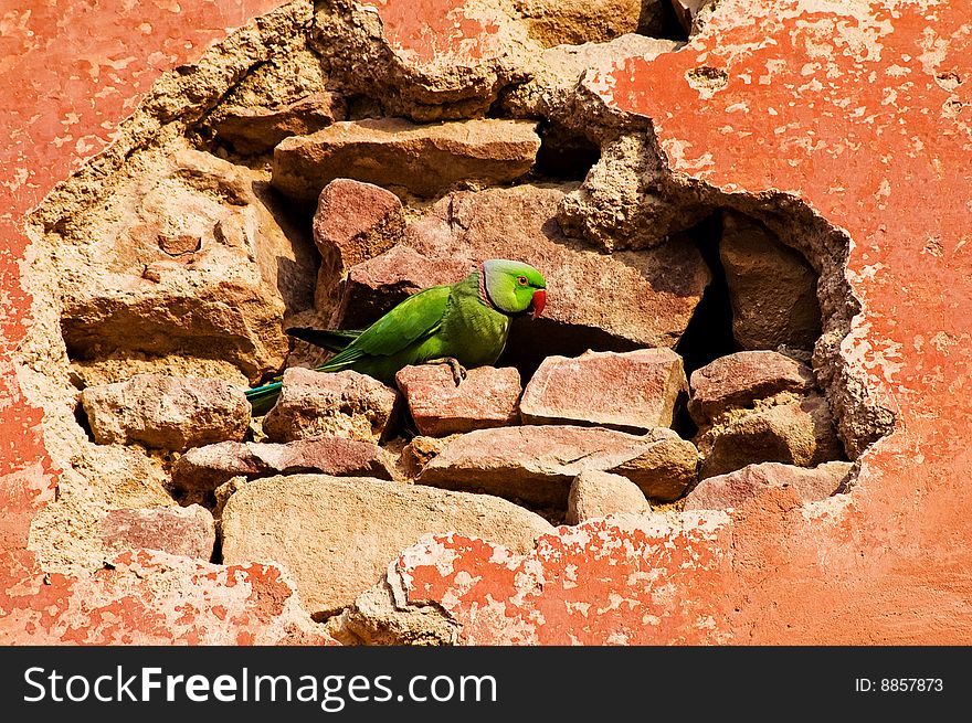 Funny Parrot On A Brick Wall