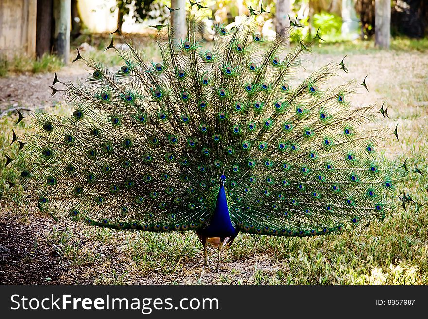 Picture of beautiful peacock in zoo