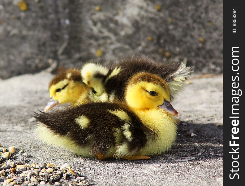 This is a photo of two baby ducks that where all alone,
