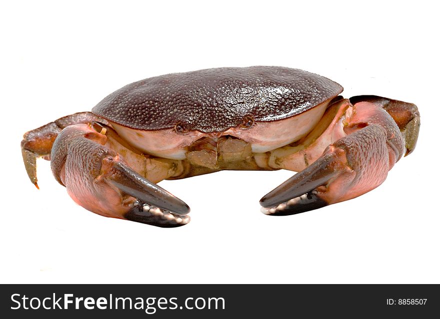 Close Up Of Crab