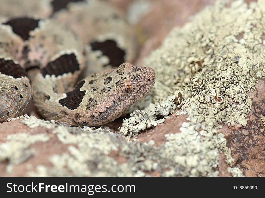 The banded rock rattlesnake is a master at camouflage. The banded rock rattlesnake is a master at camouflage.