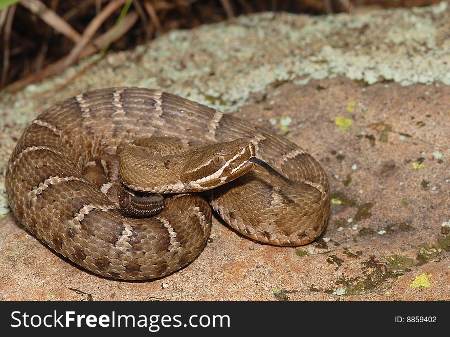 A young Arizona ridge-nosed rattlesnake. A young Arizona ridge-nosed rattlesnake.