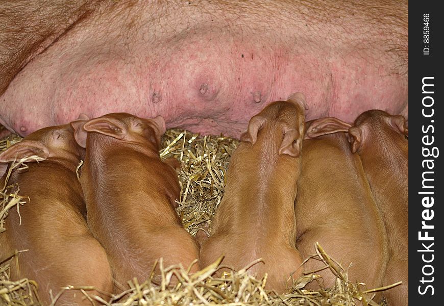 Piglets sucking milk - pigs feeding.