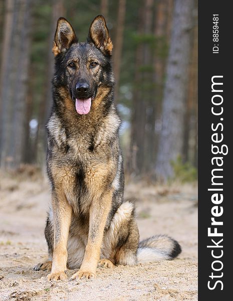 Germany sheepdog sitting on sand in spring wood