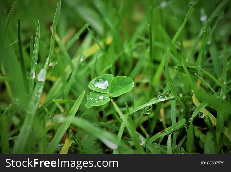 Wet green grass with raindrops on the clover