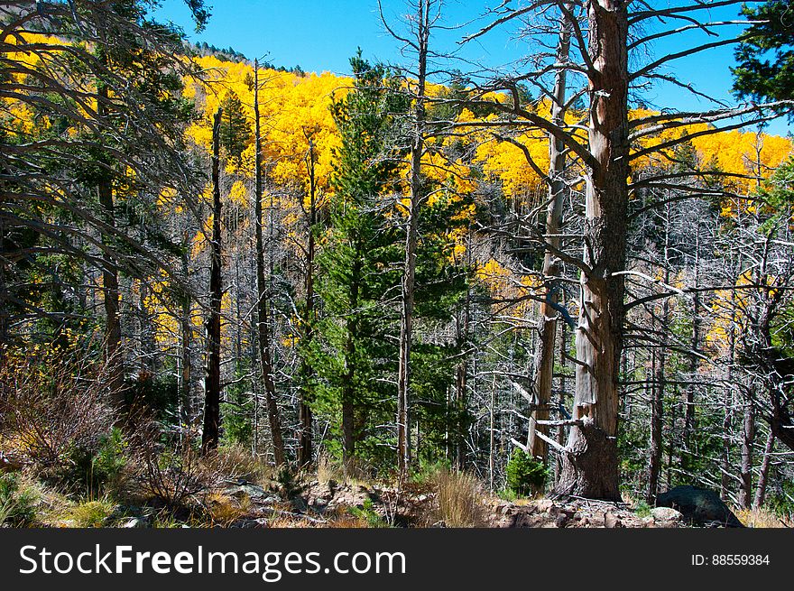 Autumn hike of the Bear Jaw, Waterline, and Abineau Trails Loop on the northern side of Flagstaff&#x27;s San Francisco Peaks. Autumn hike of the Bear Jaw, Waterline, and Abineau Trails Loop on the northern side of Flagstaff&#x27;s San Francisco Peaks.