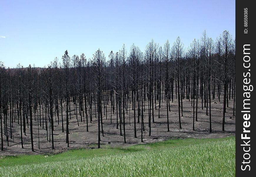 Aftermath of 2000 Jasper Fire