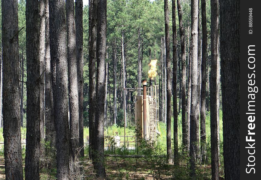 Natural Gas Flare — Sometimes, often due to lack of transportation or storage capacity, natural gas that is co-produced with oil will be burned in a flare as in this photo. This wellpad is in the Tuscaloosa Marine Shale in Liberty, MS. &#x28;Credit: Alex Demas, USGS&#x29;.