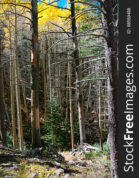 Autumn hike of the Bear Jaw, Waterline, and Abineau Trails Loop on the northern side of Flagstaff&#x27;s San Francisco Peaks. Autumn hike of the Bear Jaw, Waterline, and Abineau Trails Loop on the northern side of Flagstaff&#x27;s San Francisco Peaks.