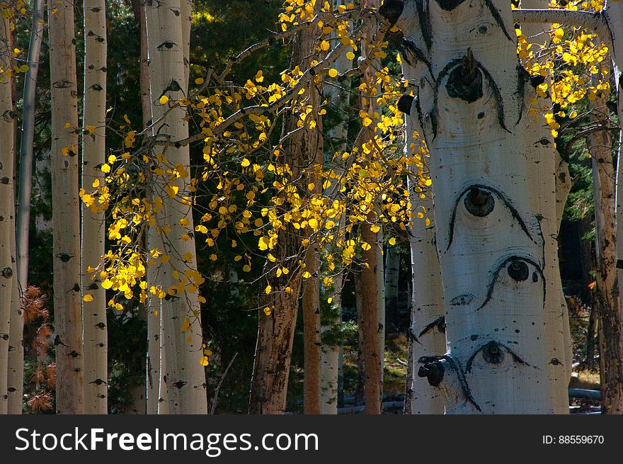 Autumn hike of the Bear Jaw, Waterline, and Abineau Trails Loop on the northern side of Flagstaff&#x27;s San Francisco Peaks. Autumn hike of the Bear Jaw, Waterline, and Abineau Trails Loop on the northern side of Flagstaff&#x27;s San Francisco Peaks.