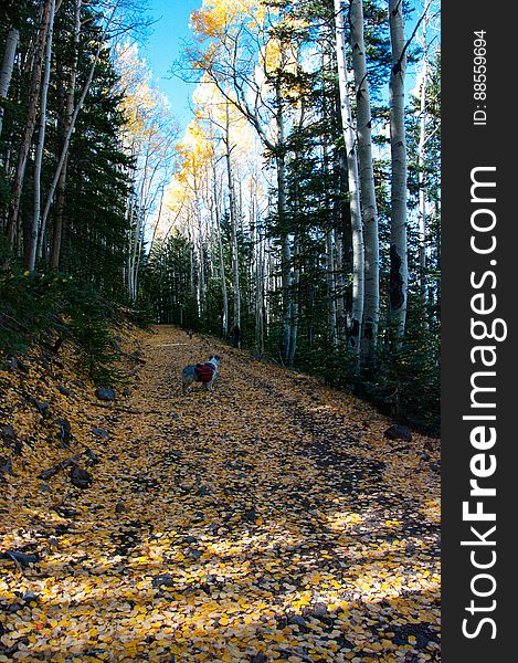 Autumn hike of the Bear Jaw, Waterline, and Abineau Trails Loop on the northern side of Flagstaff&#x27;s San Francisco Peaks. Autumn hike of the Bear Jaw, Waterline, and Abineau Trails Loop on the northern side of Flagstaff&#x27;s San Francisco Peaks.