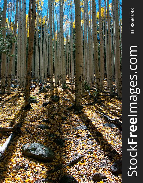 Autumn hike of the Bear Jaw, Waterline, and Abineau Trails Loop on the northern side of Flagstaff&#x27;s San Francisco Peaks. Autumn hike of the Bear Jaw, Waterline, and Abineau Trails Loop on the northern side of Flagstaff&#x27;s San Francisco Peaks.