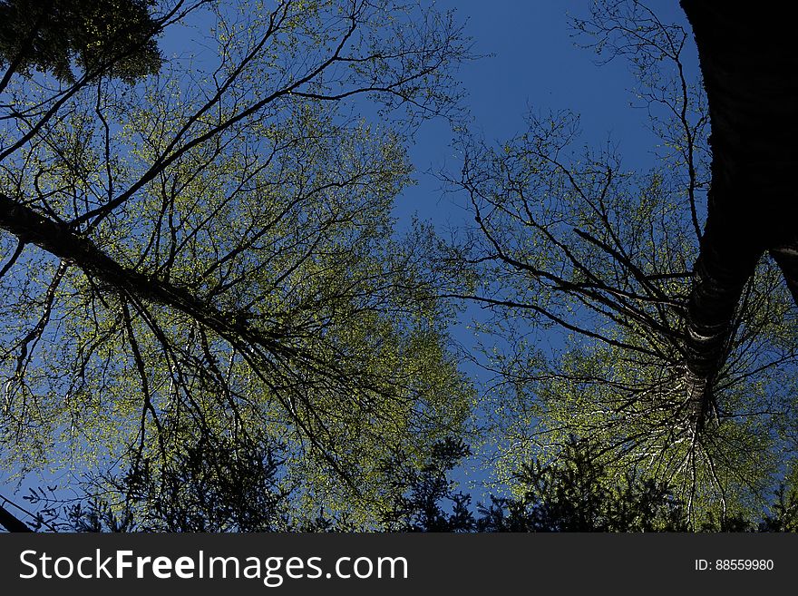 Sky, Plant, Twig, Tree