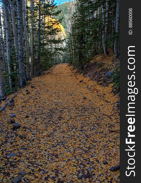 Autumn hike of the Bear Jaw, Waterline, and Abineau Trails Loop on the northern side of Flagstaff&#x27;s San Francisco Peaks. Autumn hike of the Bear Jaw, Waterline, and Abineau Trails Loop on the northern side of Flagstaff&#x27;s San Francisco Peaks.