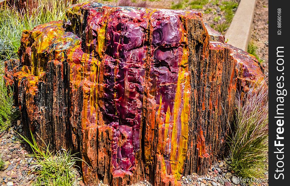 Petrified Color {Petrified Forest Natl Park]