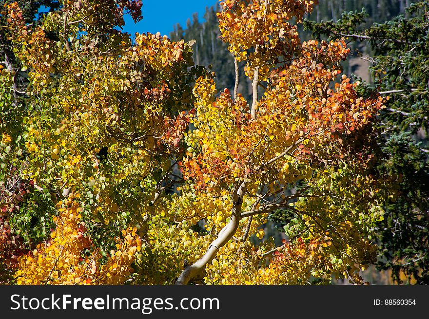 The Inner Basin Trail ascends from Lockett Meadow into the caldera of the San Francisco Peaks, an extinct volcano and home of the tallest peaks in Arizona. The first 1.7 miles of the trail winds through the extensive aspen forest flanking the upper reaches of the Peaks, joining the Waterline Trail briefly before following a jeep road into the caldera. The trail starts at an elevation of 8665 feet, gaining approximately 1200 feet over 2 miles on its way into the Inner Basin. The trail continues another 2 miles, gaining an additional 600 feet or so to join up with the Weatherford Trail. Photo by Deborah Lee Soltesz, October 1, 2015. Source: U.S. Forest Service, Coconino National Forest. See Lockett Meadow Campground and Inner Basin No. 29 for information about this area of the Peaks on the Coconino National Forest website. The Inner Basin Trail ascends from Lockett Meadow into the caldera of the San Francisco Peaks, an extinct volcano and home of the tallest peaks in Arizona. The first 1.7 miles of the trail winds through the extensive aspen forest flanking the upper reaches of the Peaks, joining the Waterline Trail briefly before following a jeep road into the caldera. The trail starts at an elevation of 8665 feet, gaining approximately 1200 feet over 2 miles on its way into the Inner Basin. The trail continues another 2 miles, gaining an additional 600 feet or so to join up with the Weatherford Trail. Photo by Deborah Lee Soltesz, October 1, 2015. Source: U.S. Forest Service, Coconino National Forest. See Lockett Meadow Campground and Inner Basin No. 29 for information about this area of the Peaks on the Coconino National Forest website.