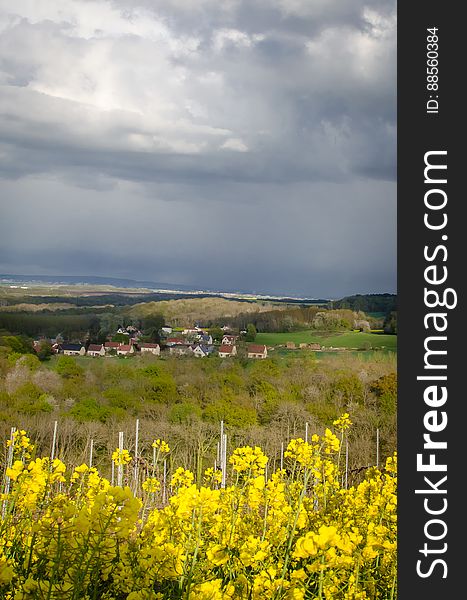 Flower, Cloud, Sky, Plant, Plant community, Ecoregion