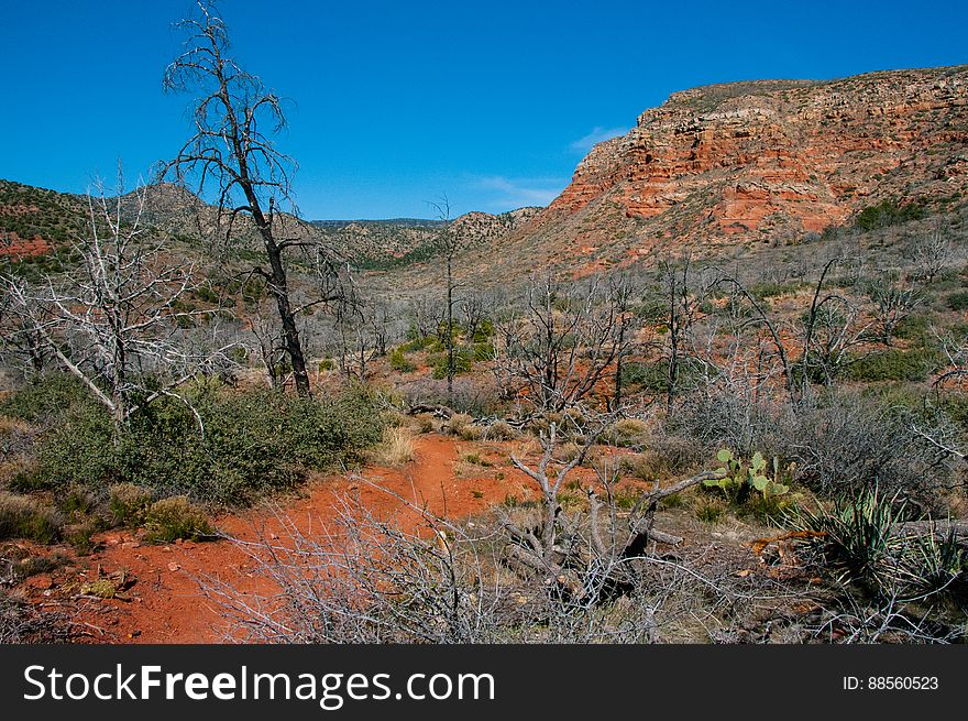 Jacks Canyon Trail leads up the bottom of a rocky desert gorge where the vegetation is mostly high chaparral. The trail starts by skirting the boundary of an outlying subdivision, and passes through the effects of the 800 acre La Barranca Fire. It then follows an old jeep trail to Jacks Canyon Tank where it drops into the drainage bottom and proceeds along its moderate climb by crisscrossing the dry streambed. At the upper end of the canyon, the trail leaves the streambed to switchback to a high saddle connecting the Mogollon Rim and Munds Mountain. Photo by Deborah Lee Soltesz, March 14, 2012. Credit: USFS Coconino National Forest. Learn more about hiking Jacks Canyon Trail in the Red Rock Ranger District of the Coconino National Forest website. Jacks Canyon Trail leads up the bottom of a rocky desert gorge where the vegetation is mostly high chaparral. The trail starts by skirting the boundary of an outlying subdivision, and passes through the effects of the 800 acre La Barranca Fire. It then follows an old jeep trail to Jacks Canyon Tank where it drops into the drainage bottom and proceeds along its moderate climb by crisscrossing the dry streambed. At the upper end of the canyon, the trail leaves the streambed to switchback to a high saddle connecting the Mogollon Rim and Munds Mountain. Photo by Deborah Lee Soltesz, March 14, 2012. Credit: USFS Coconino National Forest. Learn more about hiking Jacks Canyon Trail in the Red Rock Ranger District of the Coconino National Forest website.