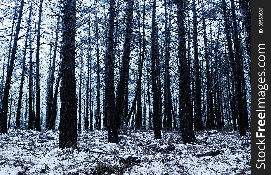 Plant, Natural Landscape, Tree, Wood