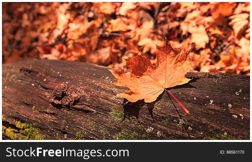 autumn scene