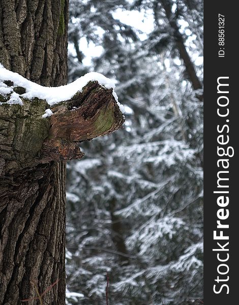 Snow, Wood, Branch, Trunk